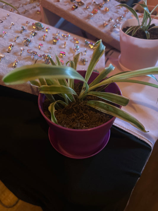 Spider plant